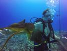 Hawaii Scuba divng 25