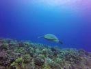 Hawaii Scuba divng 40