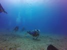 Hawaii Scuba divng 60