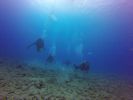 Hawaii Scuba divng 62