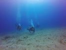 Hawaii Scuba divng 66