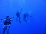 Hawaii Scuba divng 16