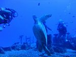 Hawaii Scuba divng 18