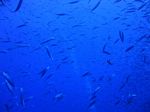 Hawaii Scuba divng 29