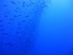 Hawaii Scuba divng 30