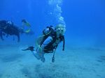 Hawaii Scuba divng 61