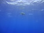 Hawaii Scuba divng 06
