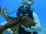 Hawaii Scuba divng 70