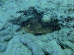 Hawaii Scuba divng 82