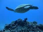 Hawaii Scuba divng 85