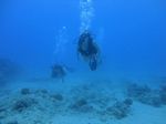 Hawaii Scuba divng 88