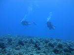 Hawaii Scuba divng 89