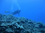 Hawaii Scuba divng 91