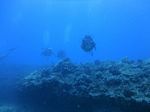 Hawaii Scuba divng 92