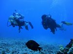 Hawaii Scuba divng 98