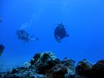 Hawaii Scuba divng 99