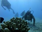 Hawaii Scuba divng 22