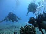 Hawaii Scuba divng 23