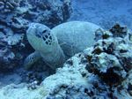 Hawaii Scuba divng 38