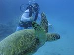 Hawaii Scuba divng 42