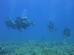 Hawaii Scuba divng 57