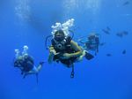 Hawaii Scuba divng 13