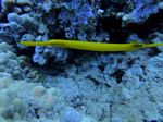 Hawaii Scuba divng 38