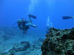 Hawaii Scuba divng 54