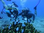 Hawaii Scuba divng 60