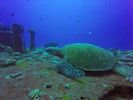 Hawaii Scuba divng 16