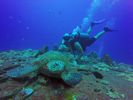 Hawaii Scuba divng 20