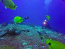 Hawaii Scuba divng 24