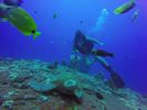 Hawaii Scuba divng 29