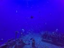 Hawaii Scuba divng 02