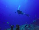 Hawaii Scuba divng 33