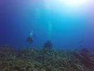 Hawaii Scuba divng 53