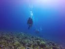 Hawaii Scuba divng 54