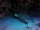 Hawaii Scuba divng 64