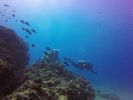 Hawaii Scuba divng 70