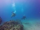 Hawaii Scuba divng 71