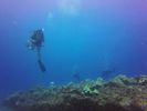 Hawaii Scuba divng 80