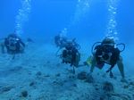 Hawaii Scuba divng 17