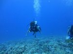 Hawaii Scuba divng 26