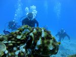 Hawaii Scuba divng 67