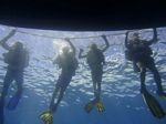 Hawaii Scuba divng 09