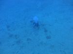 Hawaii Scuba divng 24