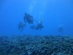 Hawaii Scuba divng 65