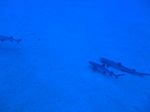 Hawaii Scuba divng 17