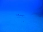 Hawaii Scuba divng 19