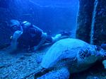 Hawaii Scuba divng 40